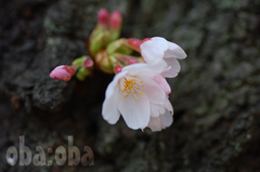 DSC_1580.jpg