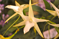 DSC_6818.jpg