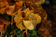 DSC_6837.jpg