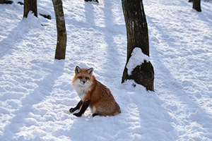 fox02.jpg