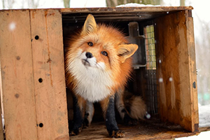 fox03.jpg