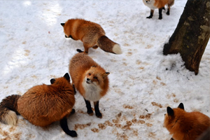 fox04.jpg