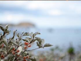 niijima2014_11.jpg