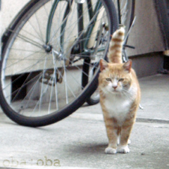 norachan1.jpg