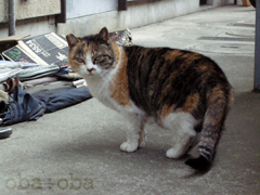norachan2.jpg