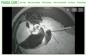 panda2.jpg