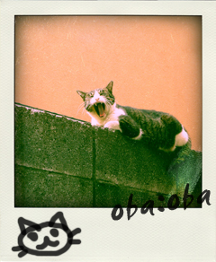 pola0.jpg