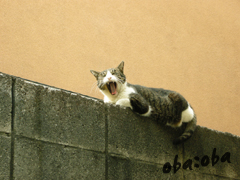 pola10.jpg