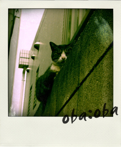 pola7.jpg