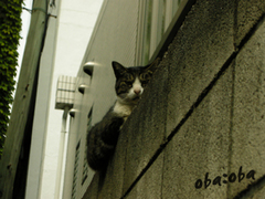 pola8.jpg