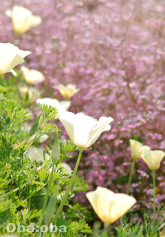 35mm 1/2000s F/2 絞り優先オート ISO/200 露出補正+0.3